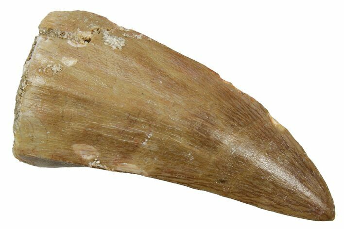 Fossil Mosasaur (Mosasaurus) Tooth - Morocco #353199